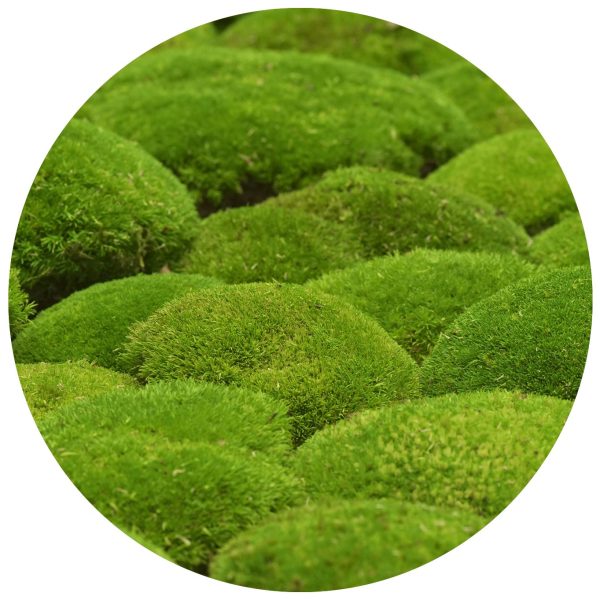 Ball Moss - Deco Box