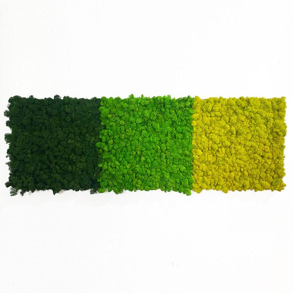 Palmeta Reindeer Moss