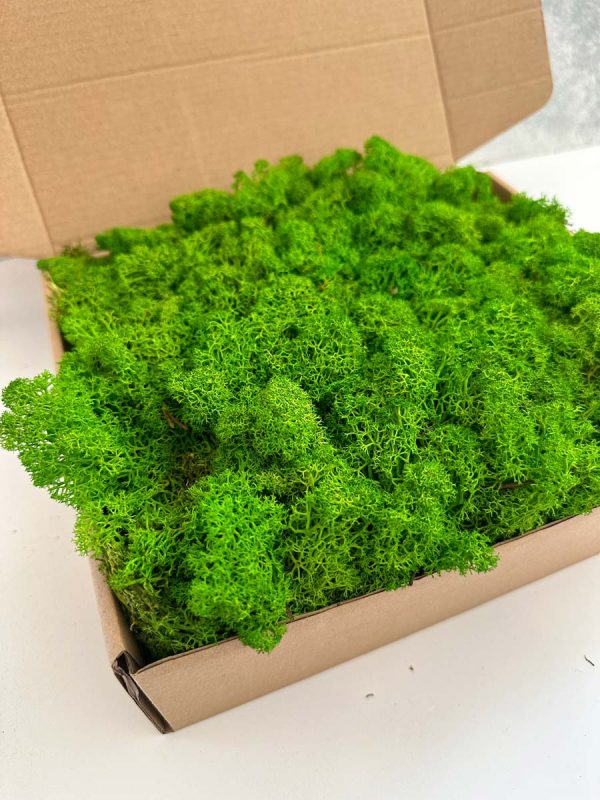 Reindeer Moss - Deco Box - Imagen 2