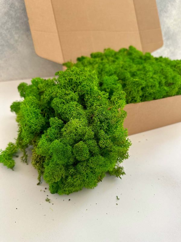 Reindeer Moss - Deco Box - Imagen 3
