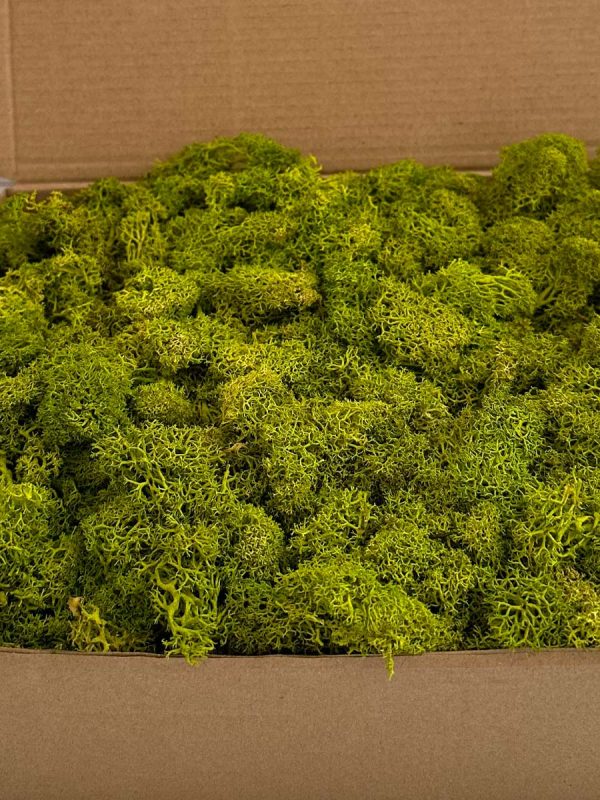 Reindeer Moss - Deco Box - Imagen 4