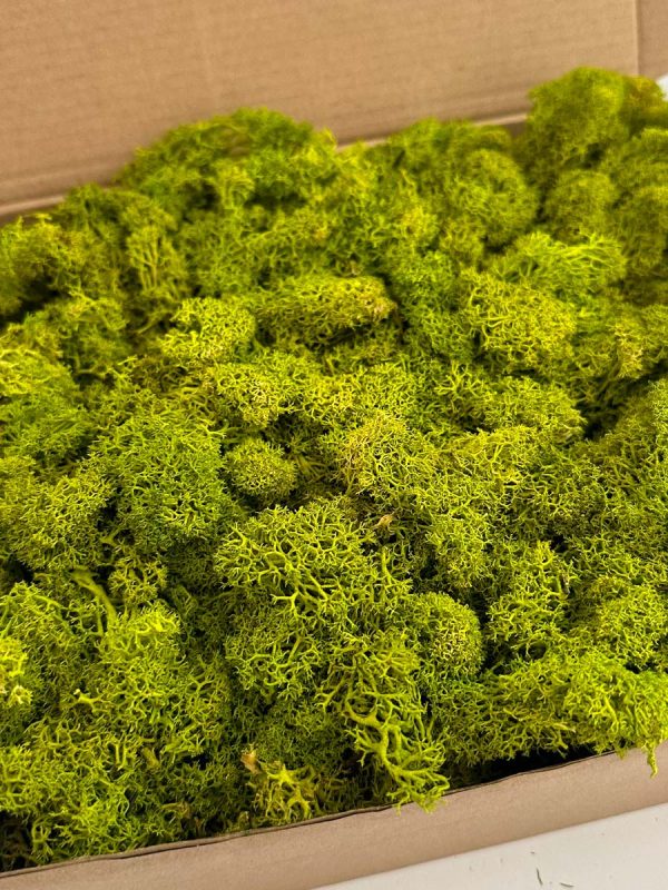 Reindeer Moss - Deco Box - Imagen 5