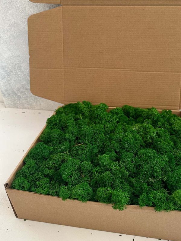 Reindeer Moss - Deco Box - Imagen 6