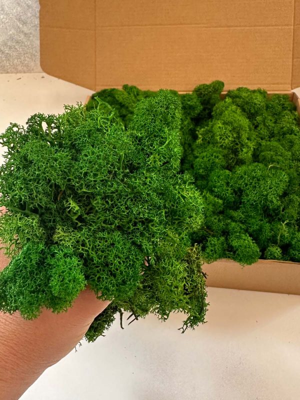 Reindeer Moss - Deco Box - Imagen 7