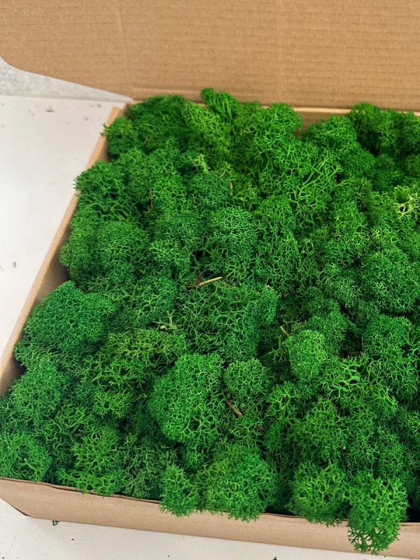 Reindeer Moss - Deco Box - Imagen 8