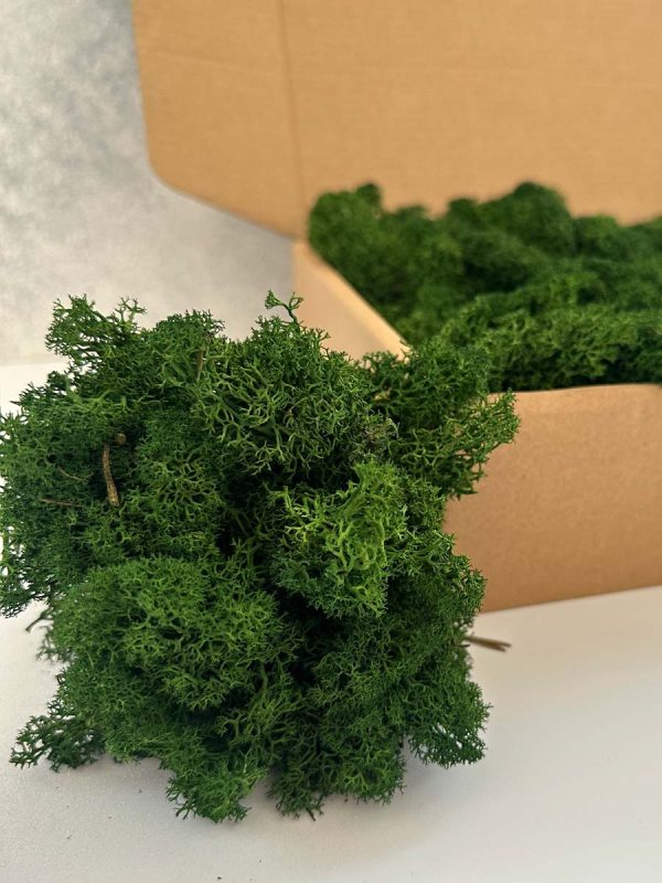 Reindeer Moss - Deco Box - Imagen 9
