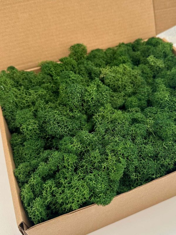 Reindeer Moss - Deco Box - Imagen 10