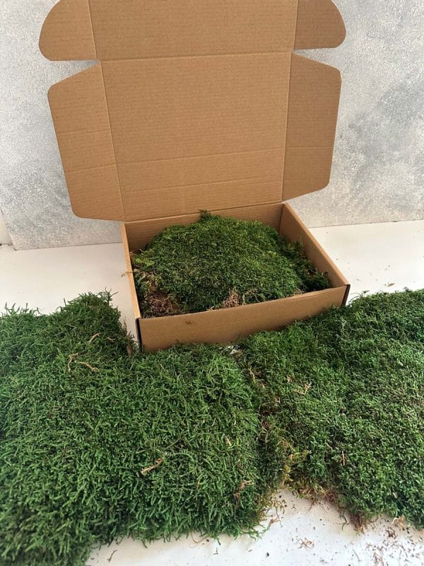 Flat Moss - Deco Box - Imagen 3