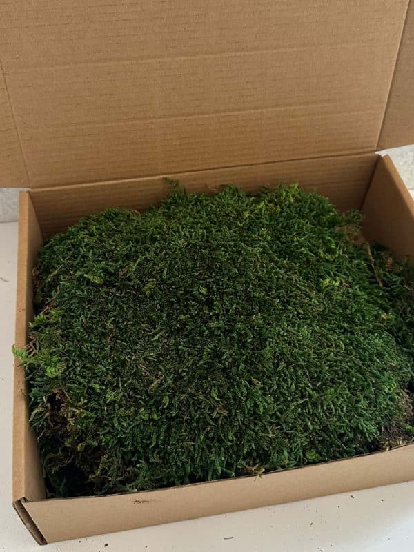 Flat Moss - Deco Box - Imagen 4