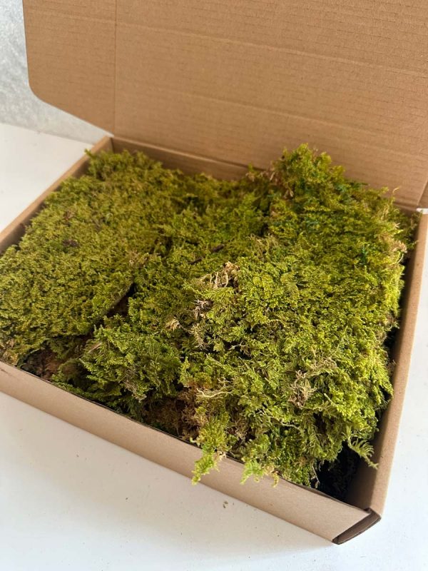 Rock Moss - Deco Box - Imagen 3