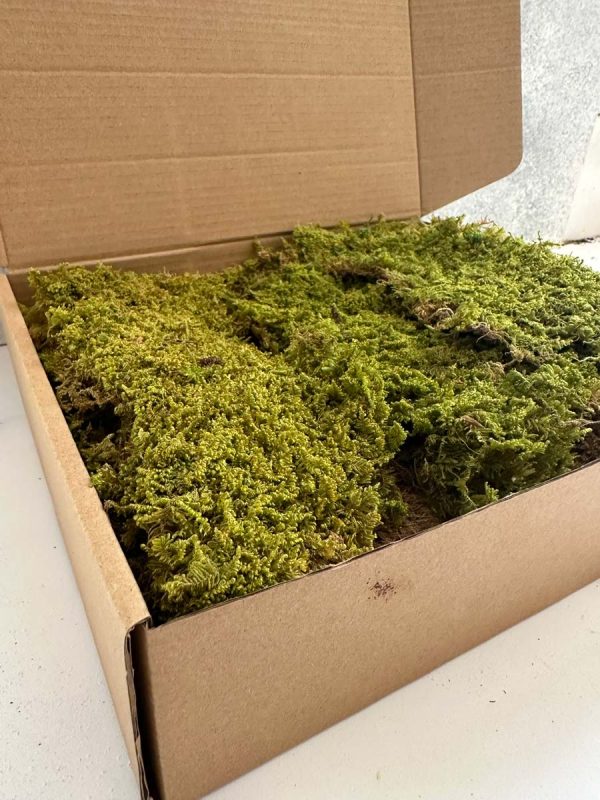 Rock Moss - Deco Box - Imagen 4