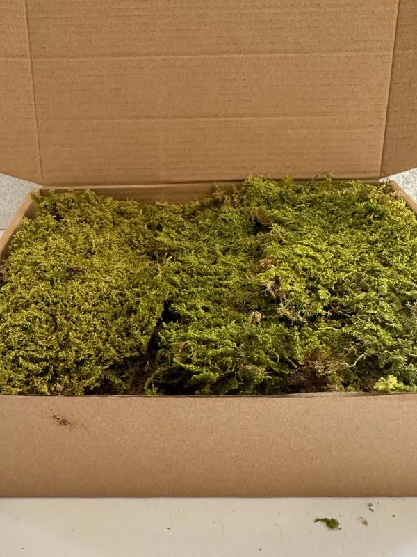 Rock Moss - Deco Box - Imagen 5