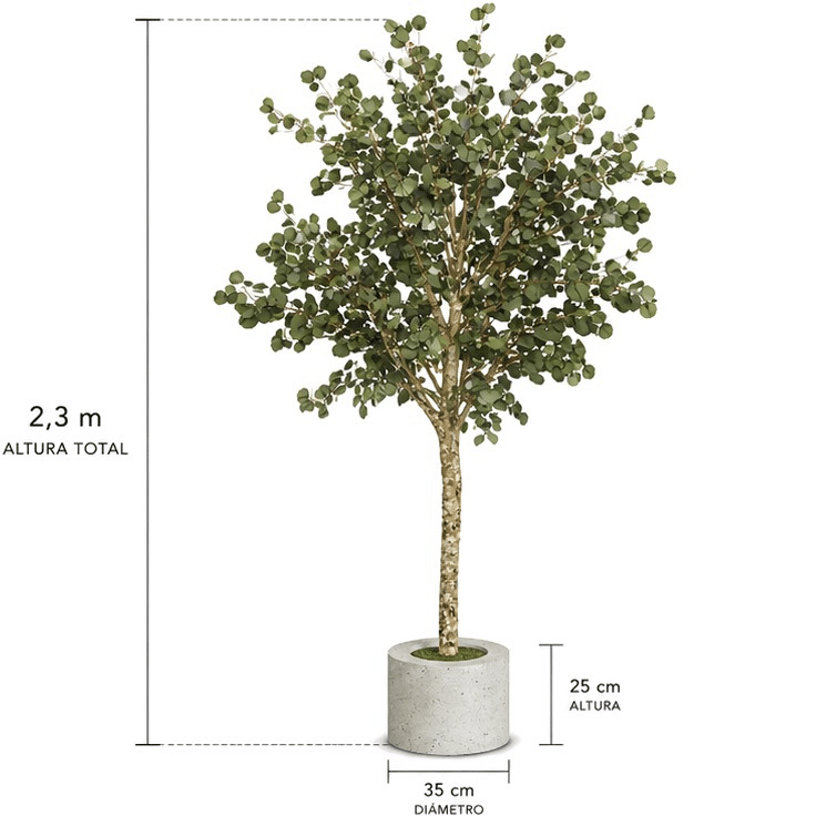 populus preservado