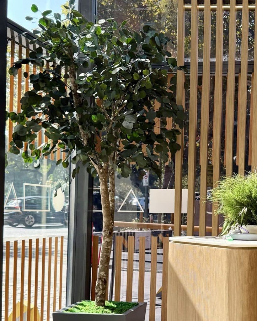 arbol populus preservado