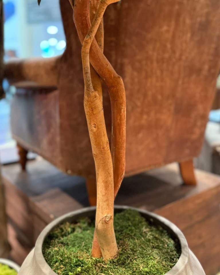 detalle acabado musgo preservado