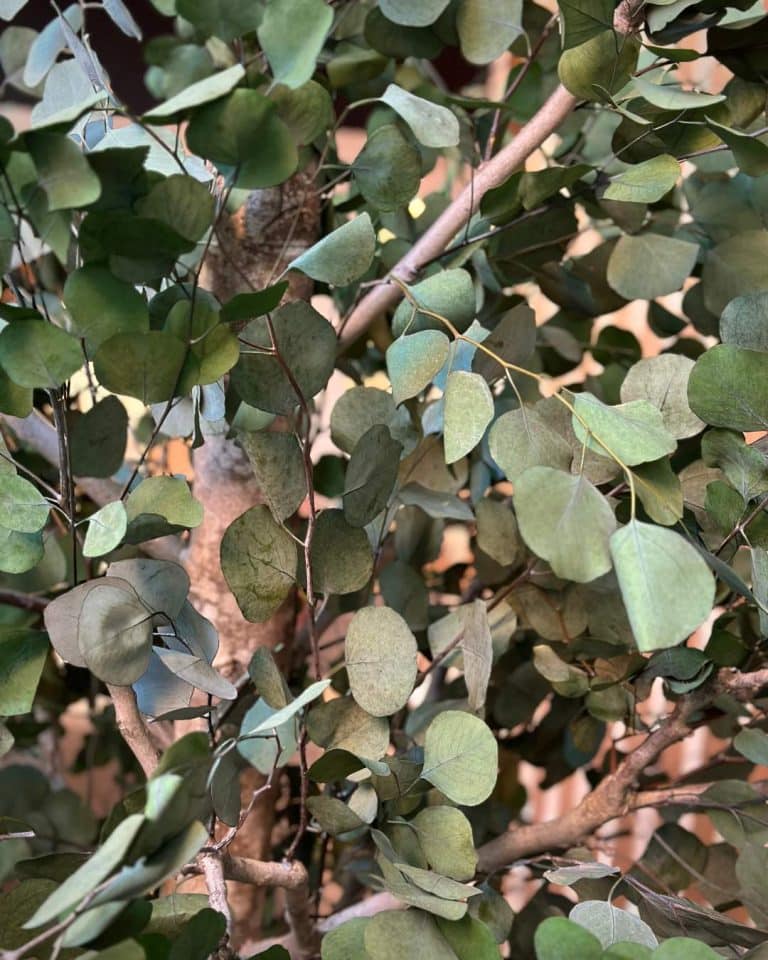 detalle hojas preservadas populus
