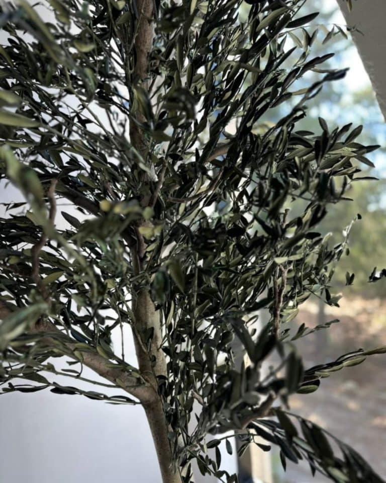detalle follaje olivo preservado