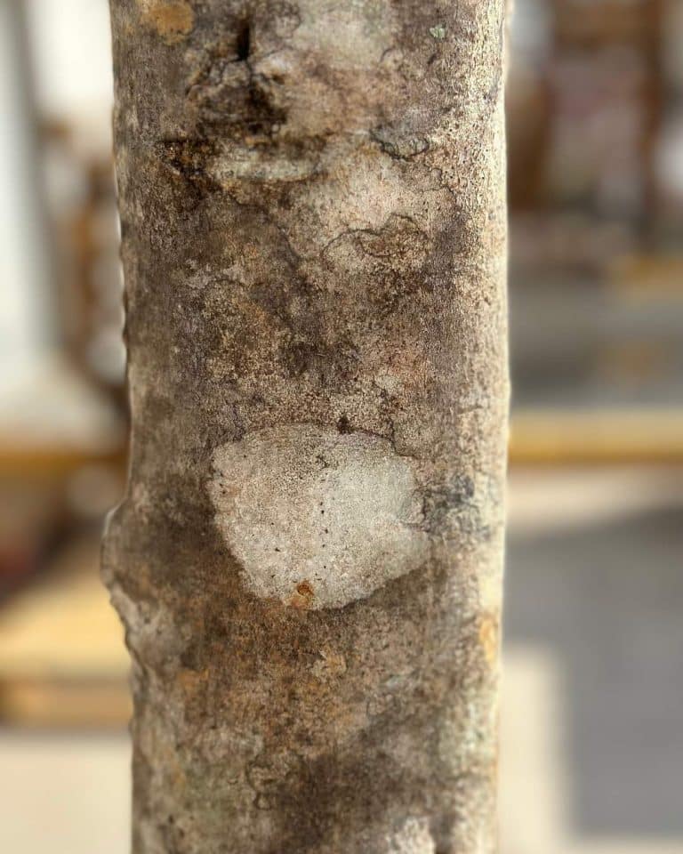 detalle tronco arbol