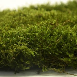 deco box long moss