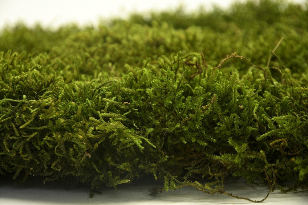 deco box long moss